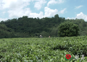 加强茶园管理 夏茶增产丰收