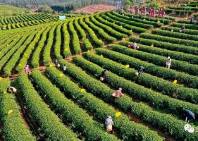 广西灵山：春茶采摘忙，预计今年产量将达800吨
